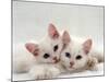 Domestic Cat, Two White Persian-Cross Kittens, One Odd-Eyed-Jane Burton-Mounted Photographic Print