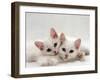 Domestic Cat, Two White Persian-Cross Kittens, One Odd-Eyed-Jane Burton-Framed Photographic Print