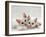 Domestic Cat, Two White Persian-Cross Kittens, One Odd-Eyed-Jane Burton-Framed Photographic Print