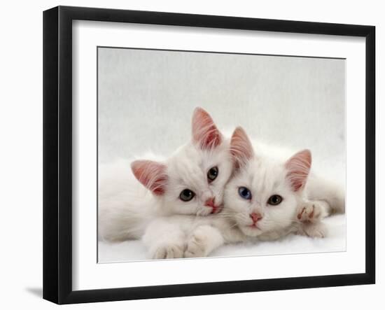 Domestic Cat, Two White Persian-Cross Kittens, One Odd-Eyed-Jane Burton-Framed Photographic Print