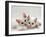 Domestic Cat, Two White Persian-Cross Kittens, One Odd-Eyed-Jane Burton-Framed Photographic Print