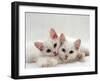 Domestic Cat, Two White Persian-Cross Kittens, One Odd-Eyed-Jane Burton-Framed Photographic Print