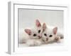 Domestic Cat, Two White Persian-Cross Kittens, One Odd-Eyed-Jane Burton-Framed Photographic Print