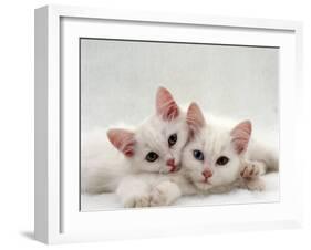 Domestic Cat, Two White Persian-Cross Kittens, One Odd-Eyed-Jane Burton-Framed Photographic Print