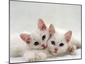 Domestic Cat, Two White Persian-Cross Kittens, One Odd-Eyed-Jane Burton-Mounted Photographic Print