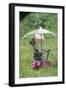 Domestic Cat, white and tabby kitten, on miniature sun lounger under umbrella in garden-Angela Hampton-Framed Photographic Print