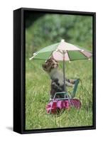 Domestic Cat, white and tabby kitten, on miniature sun lounger under umbrella in garden-Angela Hampton-Framed Stretched Canvas