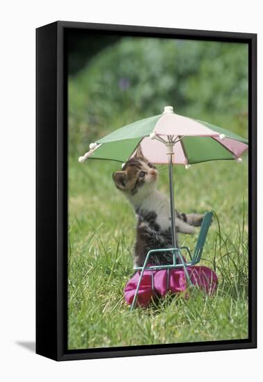 Domestic Cat, white and tabby kitten, on miniature sun lounger under umbrella in garden-Angela Hampton-Framed Stretched Canvas