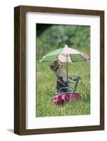 Domestic Cat, white and tabby kitten, on miniature sun lounger under umbrella in garden-Angela Hampton-Framed Photographic Print