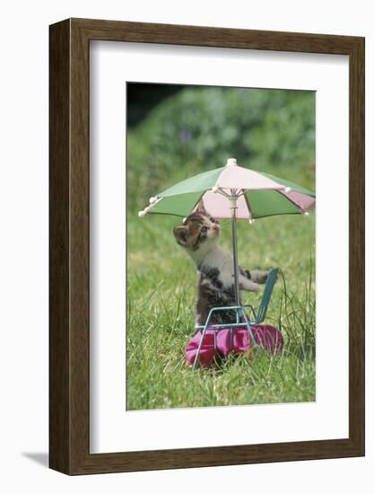 Domestic Cat, white and tabby kitten, on miniature sun lounger under umbrella in garden-Angela Hampton-Framed Photographic Print