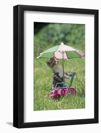 Domestic Cat, white and tabby kitten, on miniature sun lounger under umbrella in garden-Angela Hampton-Framed Photographic Print