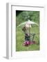 Domestic Cat, white and tabby kitten, on miniature sun lounger under umbrella in garden-Angela Hampton-Framed Photographic Print