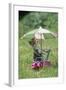 Domestic Cat, white and tabby kitten, on miniature sun lounger under umbrella in garden-Angela Hampton-Framed Photographic Print