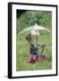 Domestic Cat, white and tabby kitten, on miniature sun lounger under umbrella in garden-Angela Hampton-Framed Photographic Print