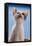 Domestic Cat, white and tortoiseshell kitten, looking up-Angela Hampton-Framed Stretched Canvas