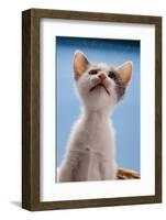 Domestic Cat, white and tortoiseshell kitten, looking up-Angela Hampton-Framed Photographic Print