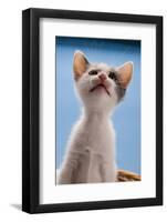 Domestic Cat, white and tortoiseshell kitten, looking up-Angela Hampton-Framed Photographic Print