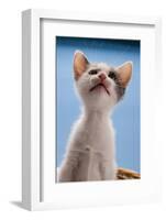 Domestic Cat, white and tortoiseshell kitten, looking up-Angela Hampton-Framed Photographic Print