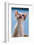 Domestic Cat, white and tortoiseshell kitten, looking up-Angela Hampton-Framed Photographic Print