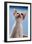 Domestic Cat, white and tortoiseshell kitten, looking up-Angela Hampton-Framed Photographic Print