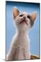 Domestic Cat, white and tortoiseshell kitten, looking up-Angela Hampton-Mounted Photographic Print