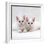 Domestic Cat, White Semi-Longhair Turkish Angora Kittens, One with Odd Eyes-Jane Burton-Framed Photographic Print