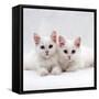 Domestic Cat, White Semi-Longhair Turkish Angora Kittens, One with Odd Eyes-Jane Burton-Framed Stretched Canvas