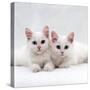 Domestic Cat, White Semi-Longhair Turkish Angora Kittens, One with Odd Eyes-Jane Burton-Stretched Canvas