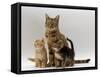Domestic Cat, with Two of Her 6-Week Kittens-Jane Burton-Framed Stretched Canvas
