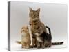 Domestic Cat, with Two of Her 6-Week Kittens-Jane Burton-Stretched Canvas