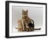 Domestic Cat, with Two of Her 6-Week Kittens-Jane Burton-Framed Photographic Print