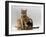 Domestic Cat, with Two of Her 6-Week Kittens-Jane Burton-Framed Photographic Print