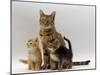 Domestic Cat, with Two of Her 6-Week Kittens-Jane Burton-Mounted Photographic Print