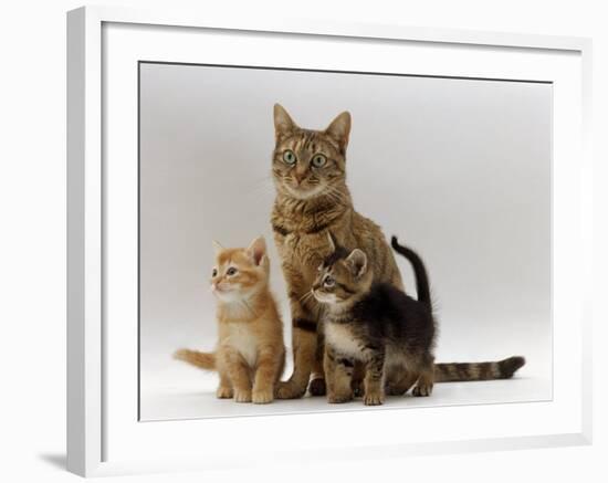 Domestic Cat, with Two of Her 6-Week Kittens-Jane Burton-Framed Photographic Print