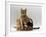 Domestic Cat, with Two of Her 6-Week Kittens-Jane Burton-Framed Photographic Print