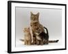 Domestic Cat, with Two of Her 6-Week Kittens-Jane Burton-Framed Photographic Print