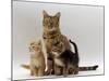 Domestic Cat, with Two of Her 6-Week Kittens-Jane Burton-Mounted Photographic Print