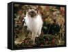 Domestic Cat, Young Birman Cat Among Cotoneaster Berries and Ground Elder Seedheads-Jane Burton-Framed Stretched Canvas