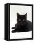 Domestic Cat, Young Black Male-Jane Burton-Framed Stretched Canvas