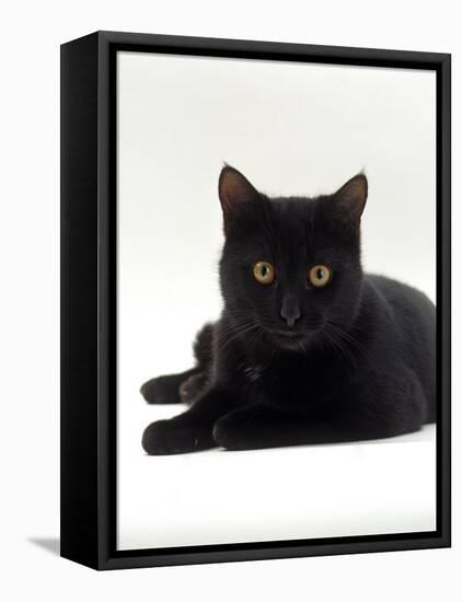 Domestic Cat, Young Black Male-Jane Burton-Framed Stretched Canvas