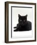 Domestic Cat, Young Black Male-Jane Burton-Framed Premium Photographic Print