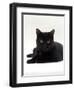 Domestic Cat, Young Black Male-Jane Burton-Framed Premium Photographic Print