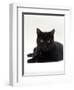 Domestic Cat, Young Black Male-Jane Burton-Framed Premium Photographic Print