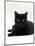 Domestic Cat, Young Black Male-Jane Burton-Mounted Premium Photographic Print