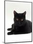 Domestic Cat, Young Black Male-Jane Burton-Mounted Premium Photographic Print