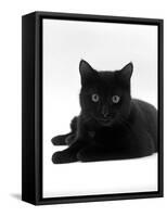 Domestic Cat, Young Black Male-Jane Burton-Framed Stretched Canvas