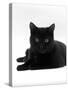 Domestic Cat, Young Black Male-Jane Burton-Stretched Canvas