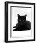 Domestic Cat, Young Black Male-Jane Burton-Framed Premium Photographic Print