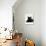 Domestic Cat, Young Black Male-Jane Burton-Photographic Print displayed on a wall
