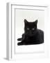 Domestic Cat, Young Black Male-Jane Burton-Framed Photographic Print